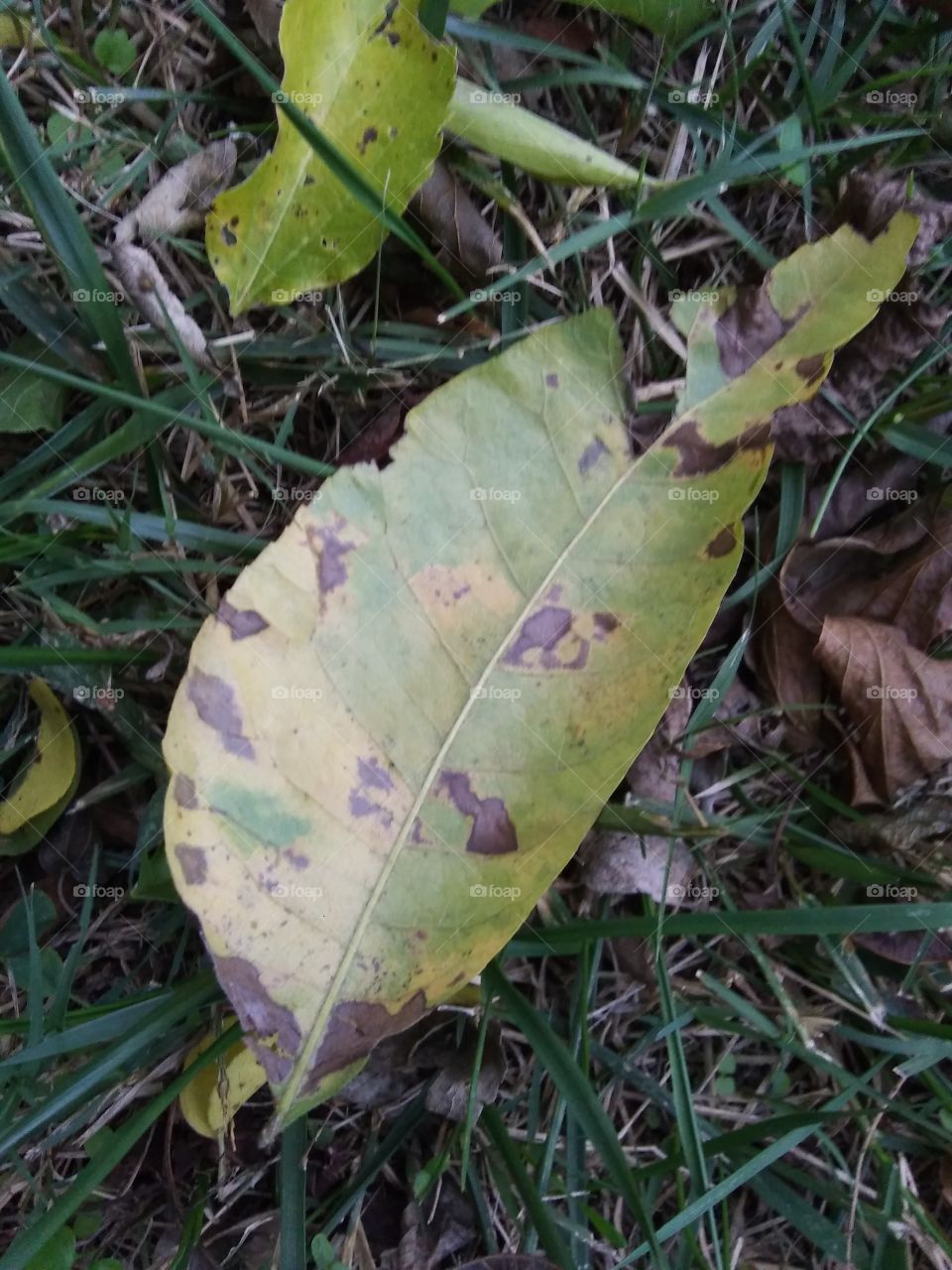blighted leaf on the ground