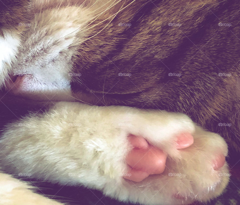 A car curled up asleep, with her pink paws and nose in view