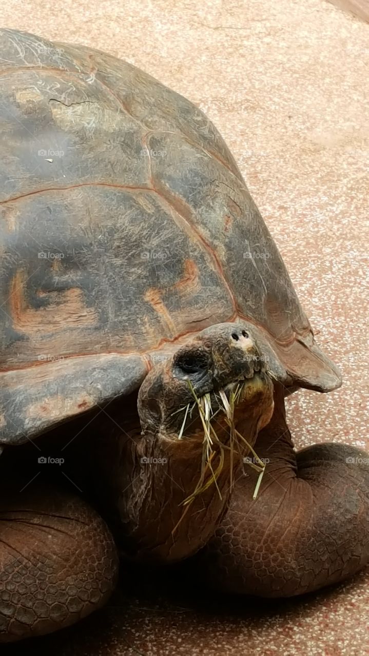 Galapagos Tortoise