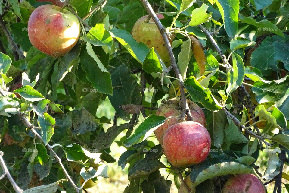 Apples ready for harvest 