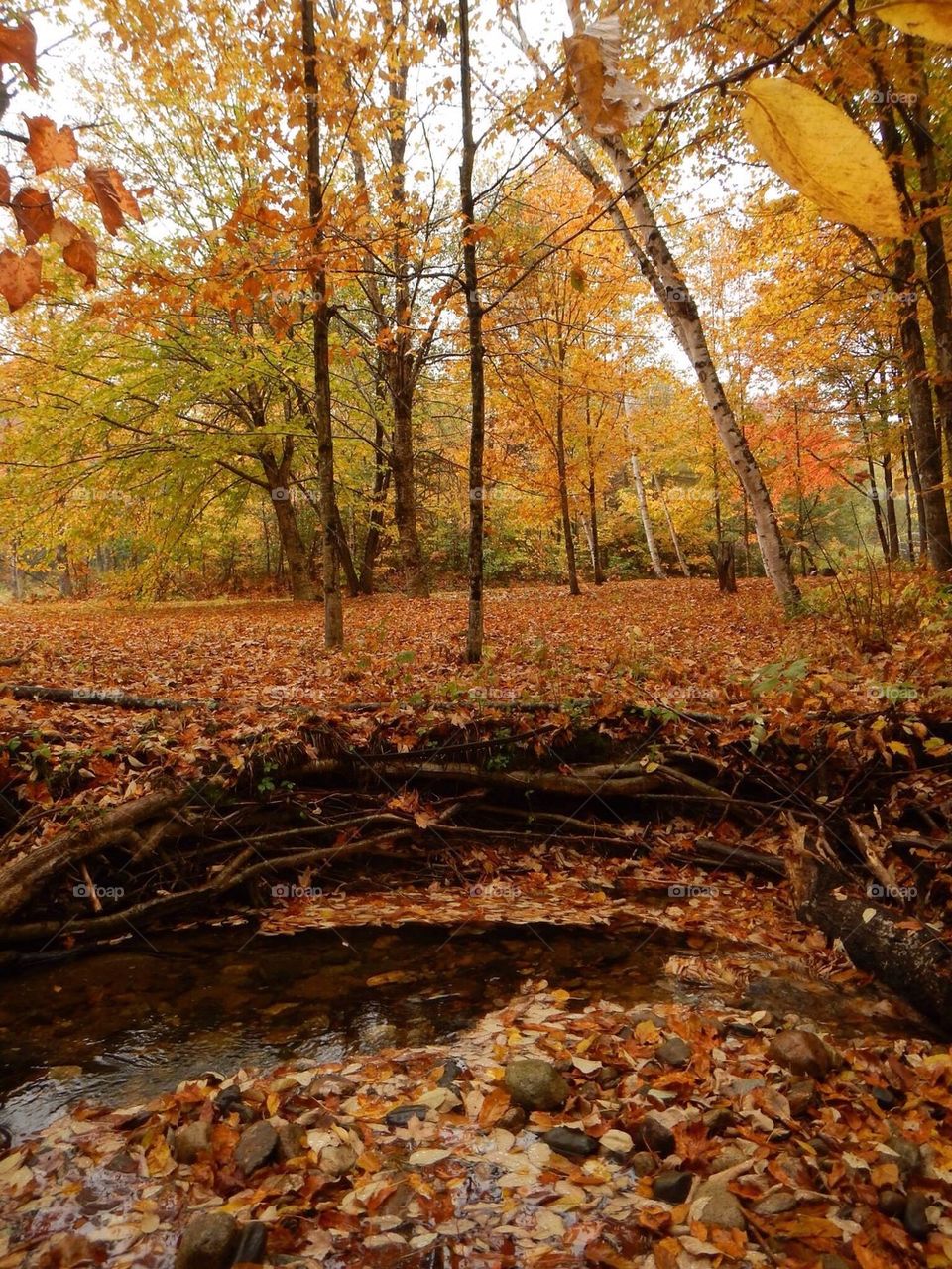 Autumn in Maine