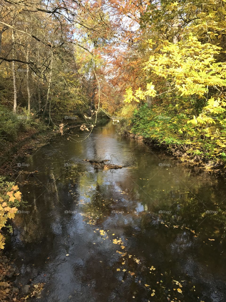 Stream in the fall