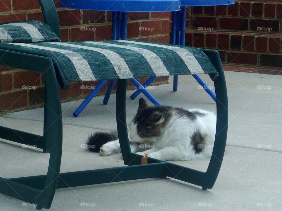 No Person, Animal, Cat, Street, Chair