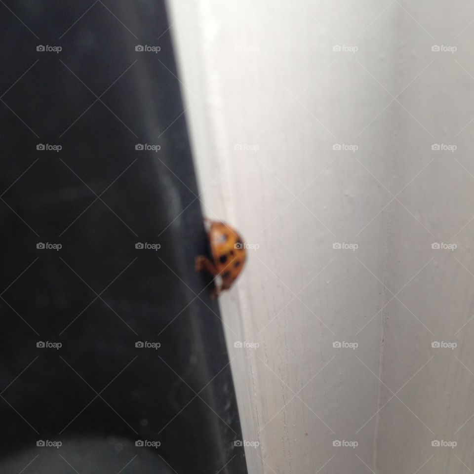 Ladybug 