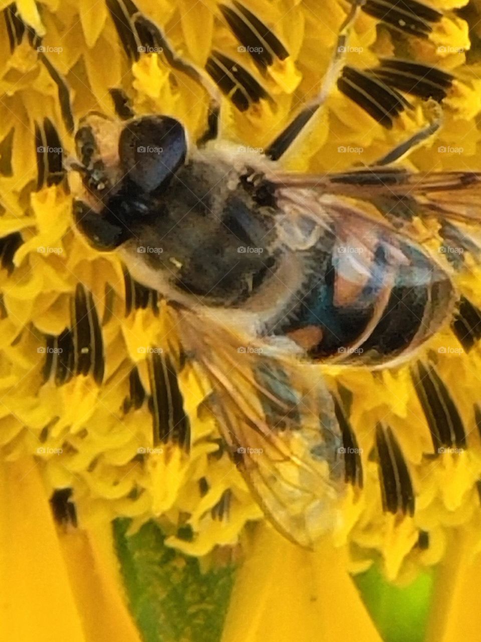 abeja en la flor