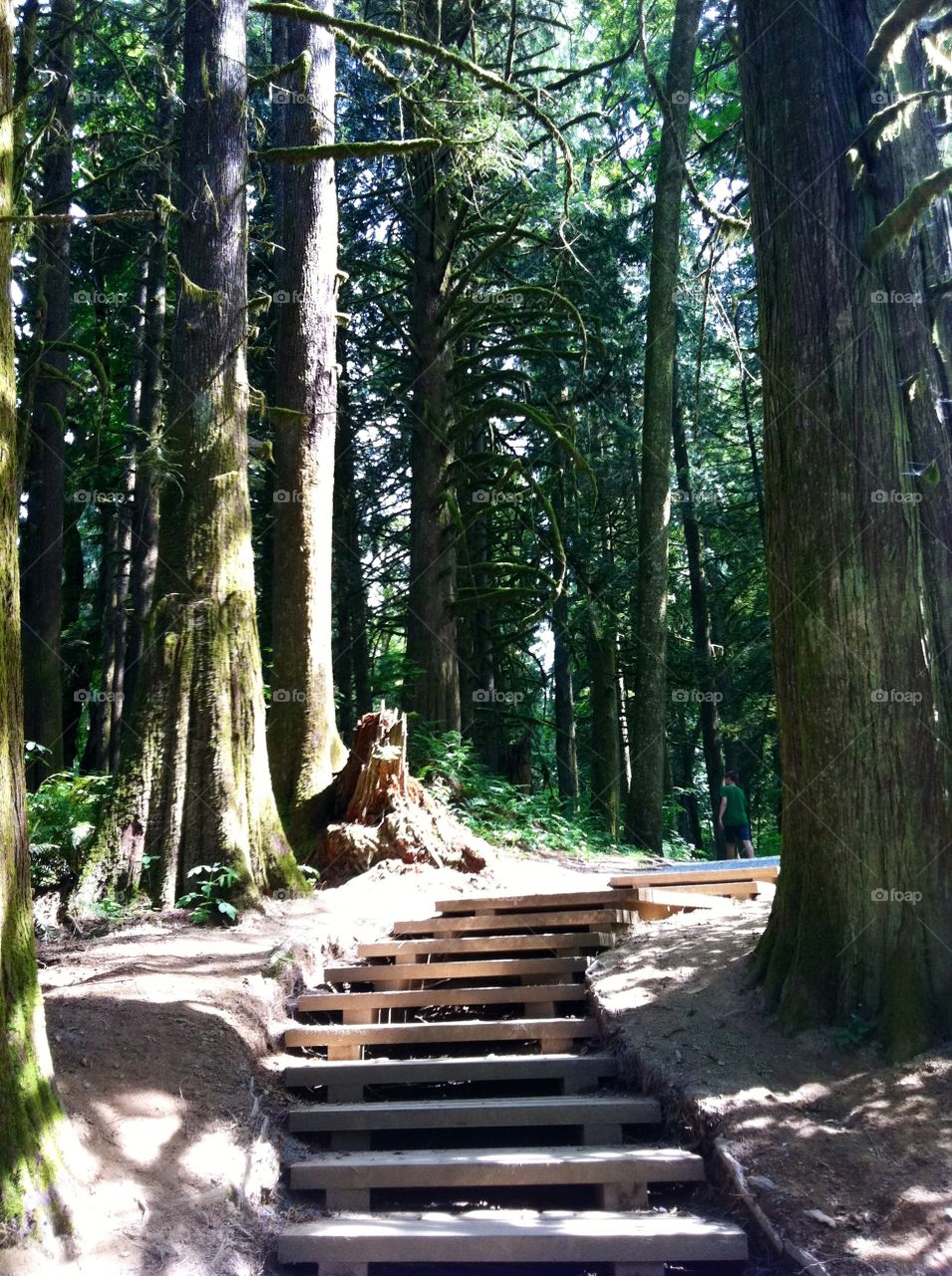 Cliff Park forest Trails.