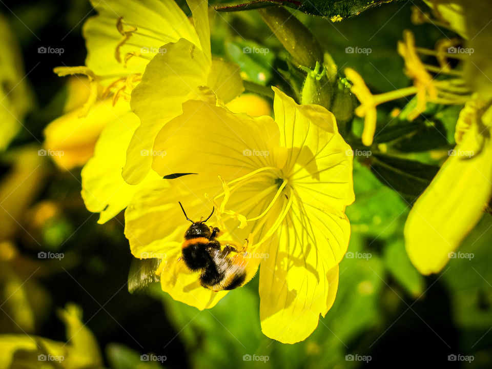 The flying bumblebee collects pollen in yellow flowers.