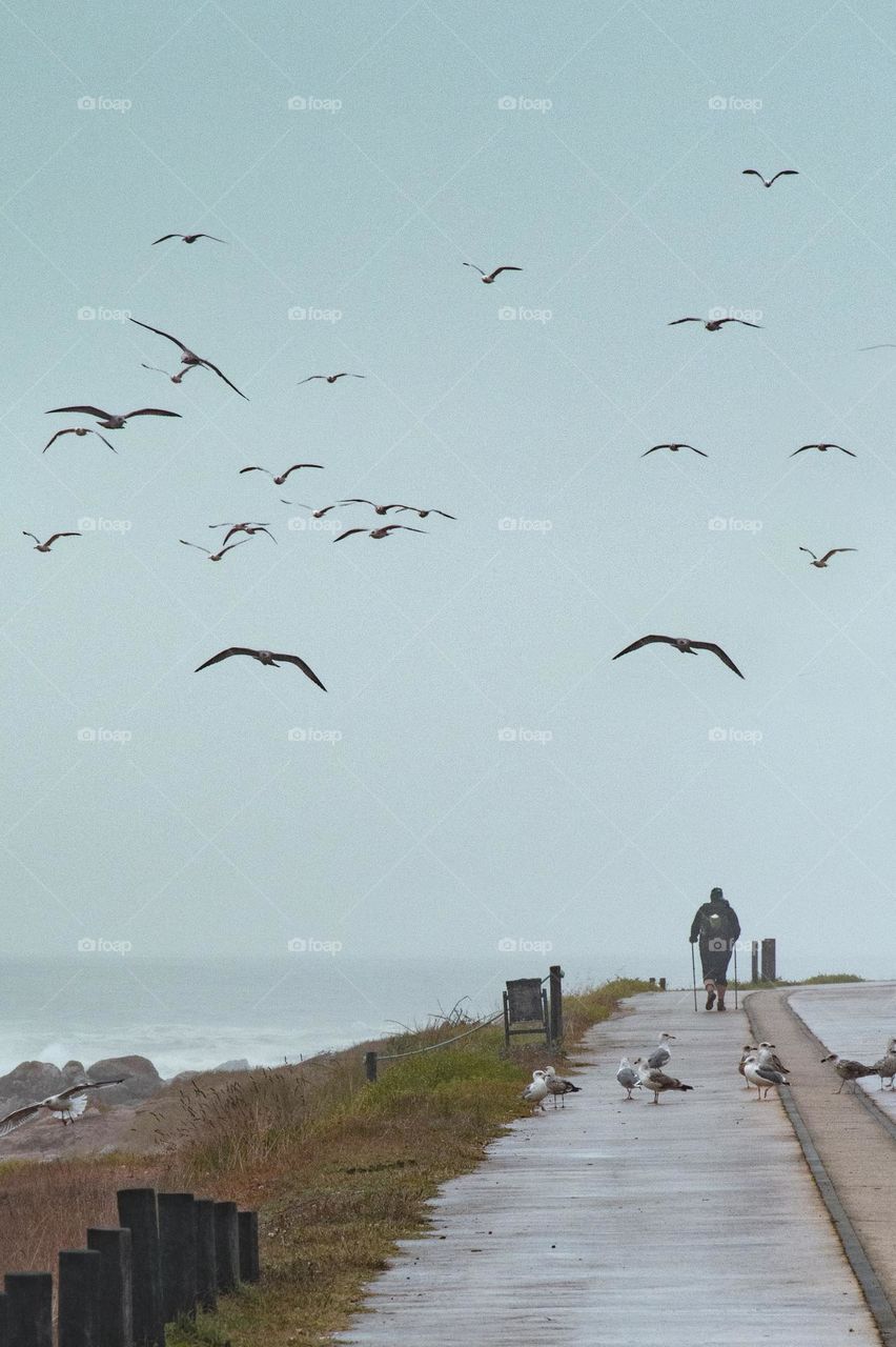 pilgrim on the way and seagulls along the atlantic coast
