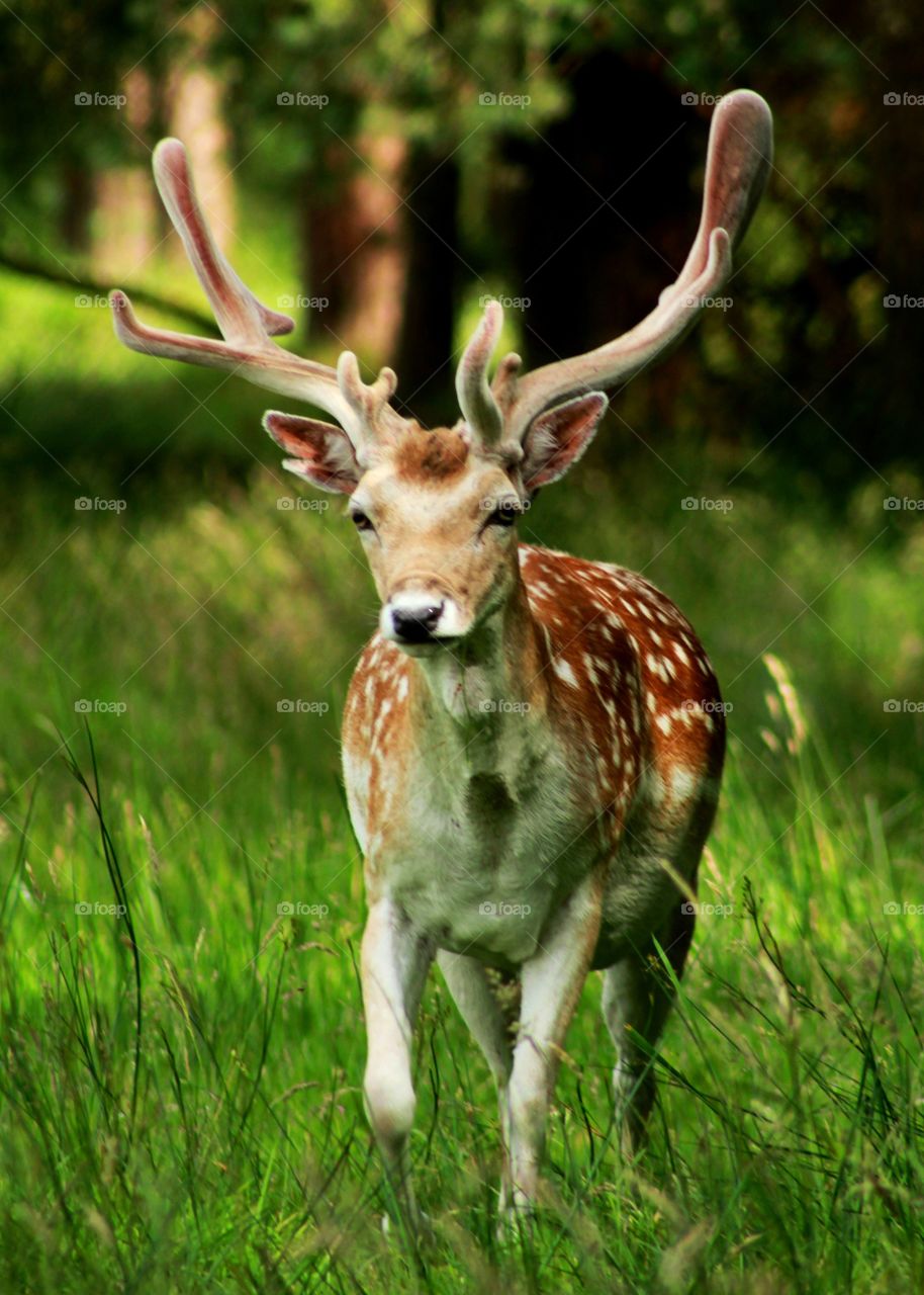 Animals, deer, meadow, forest,