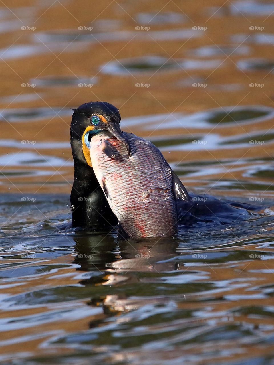 double-crested cormorant with fish