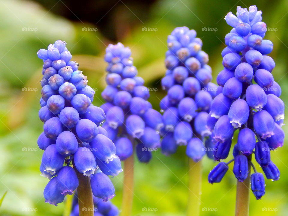 Purple beautiful flowers against green background