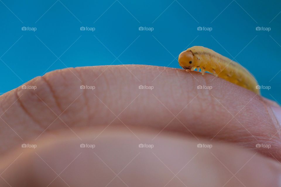 Caterpillar on the human hand