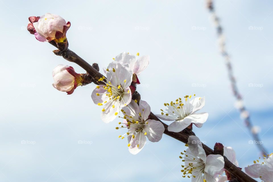 Branch of blossoming apricot.