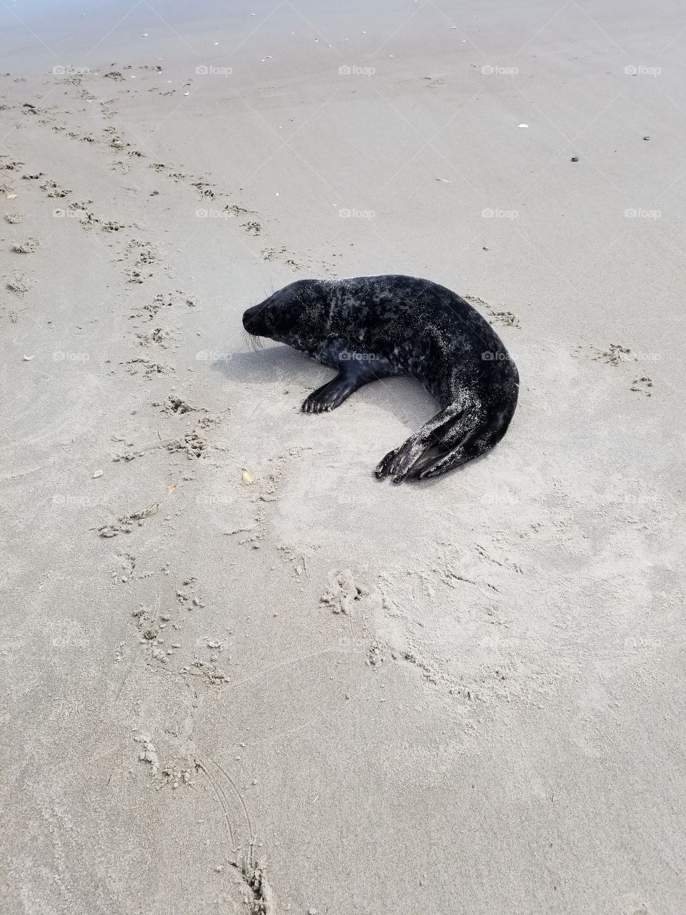 sea lion takes a break