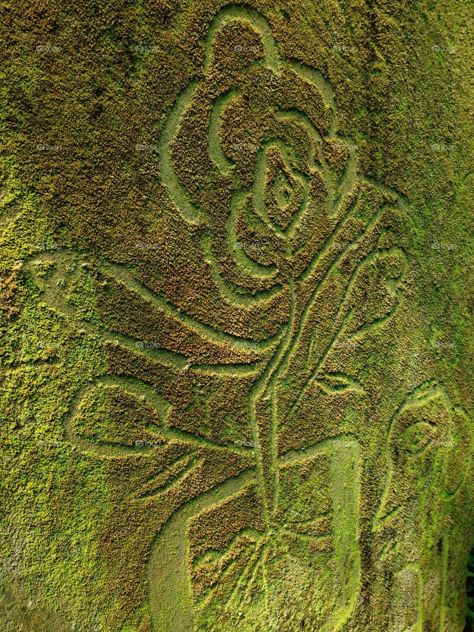 eco friendly wall drawing