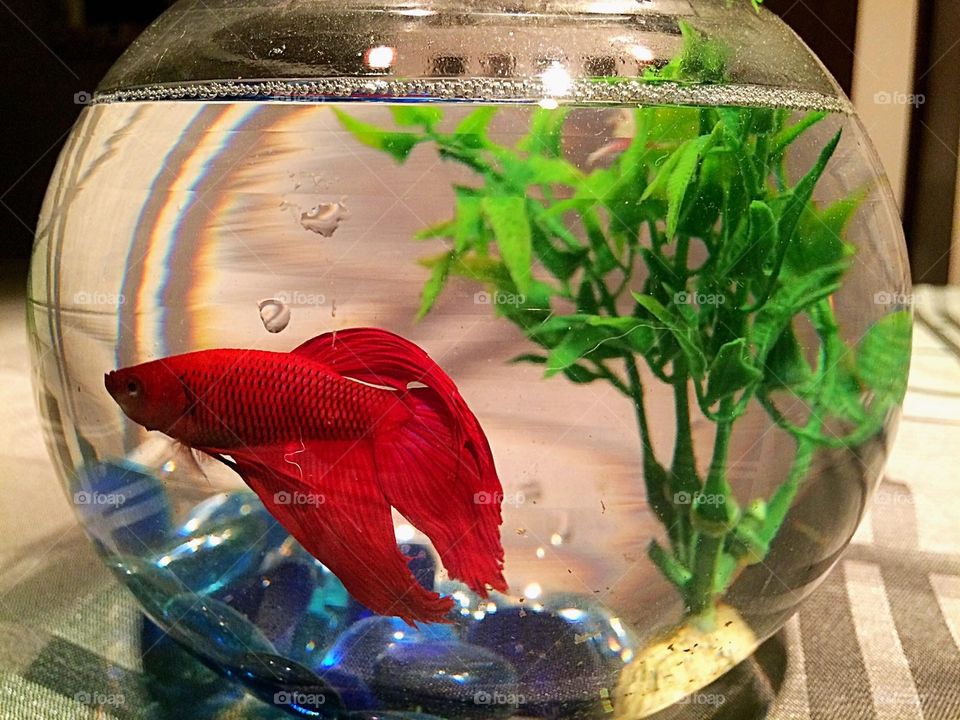 Beta fish 
I call him Pepper! 😉
