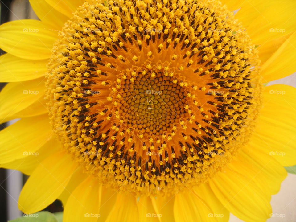 closeup sunflower