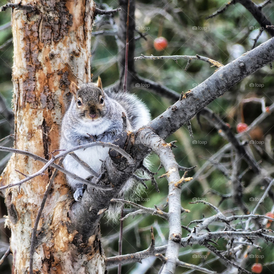 Squirrel waiting for me to leave so that he can go back to the birdfeeder !