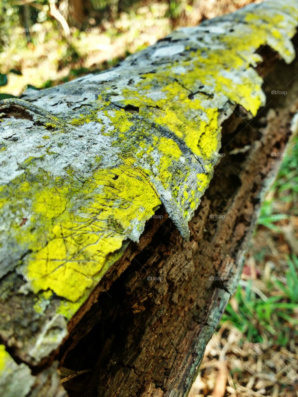 wood decay