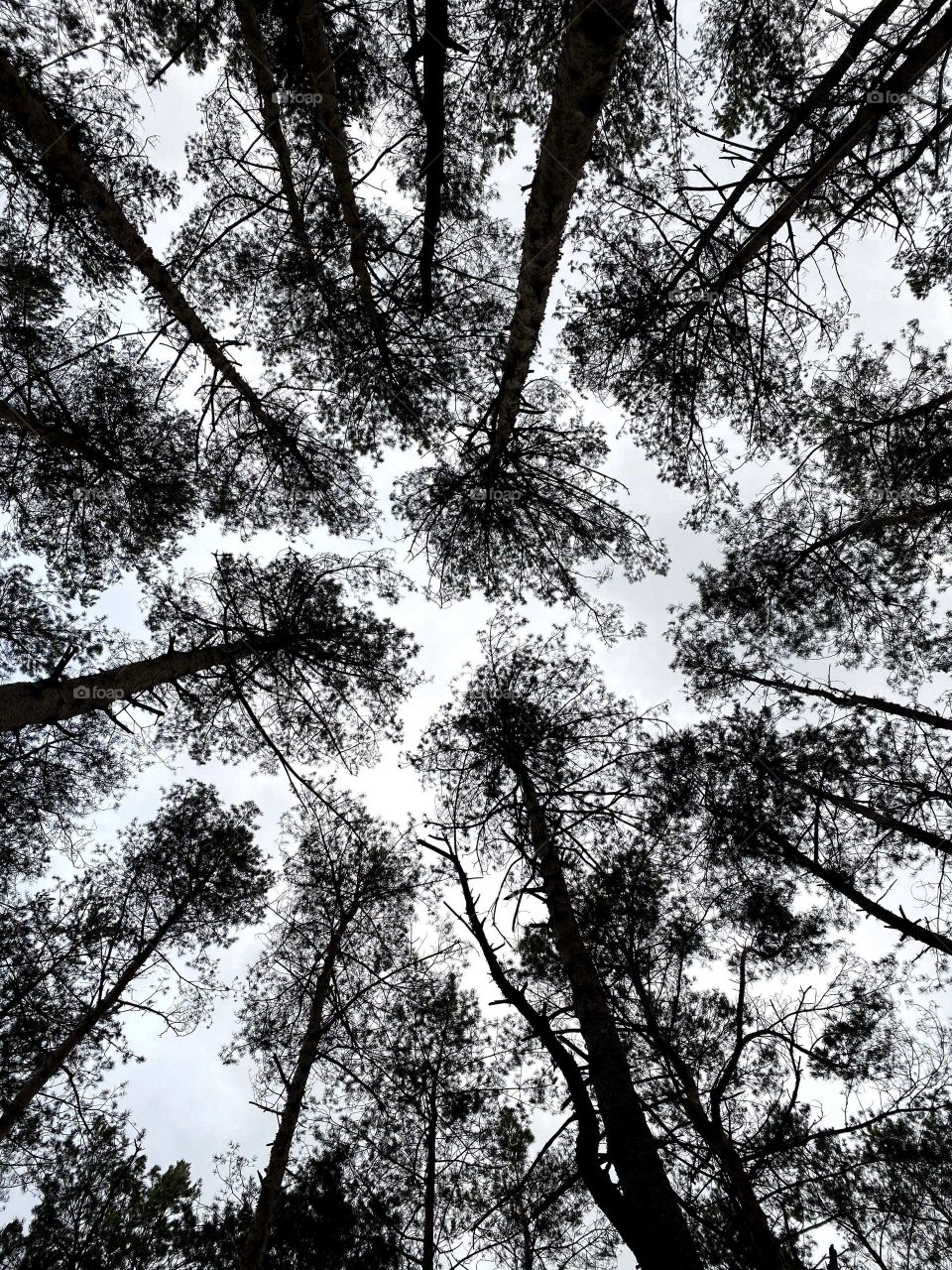 Trees above