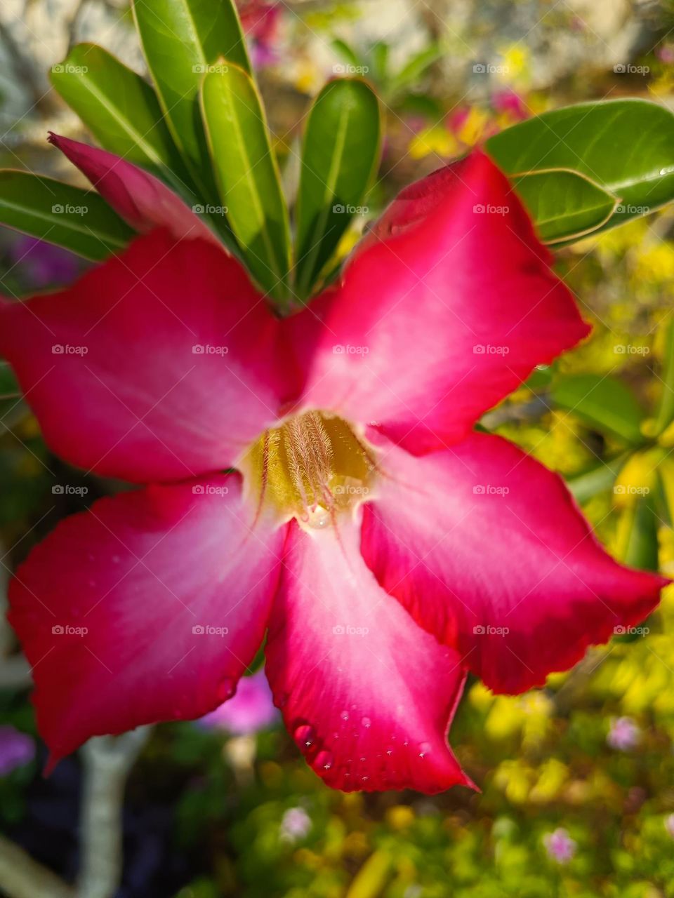 "Bloom boldly, for life’s beauty lies in each vibrant moment."