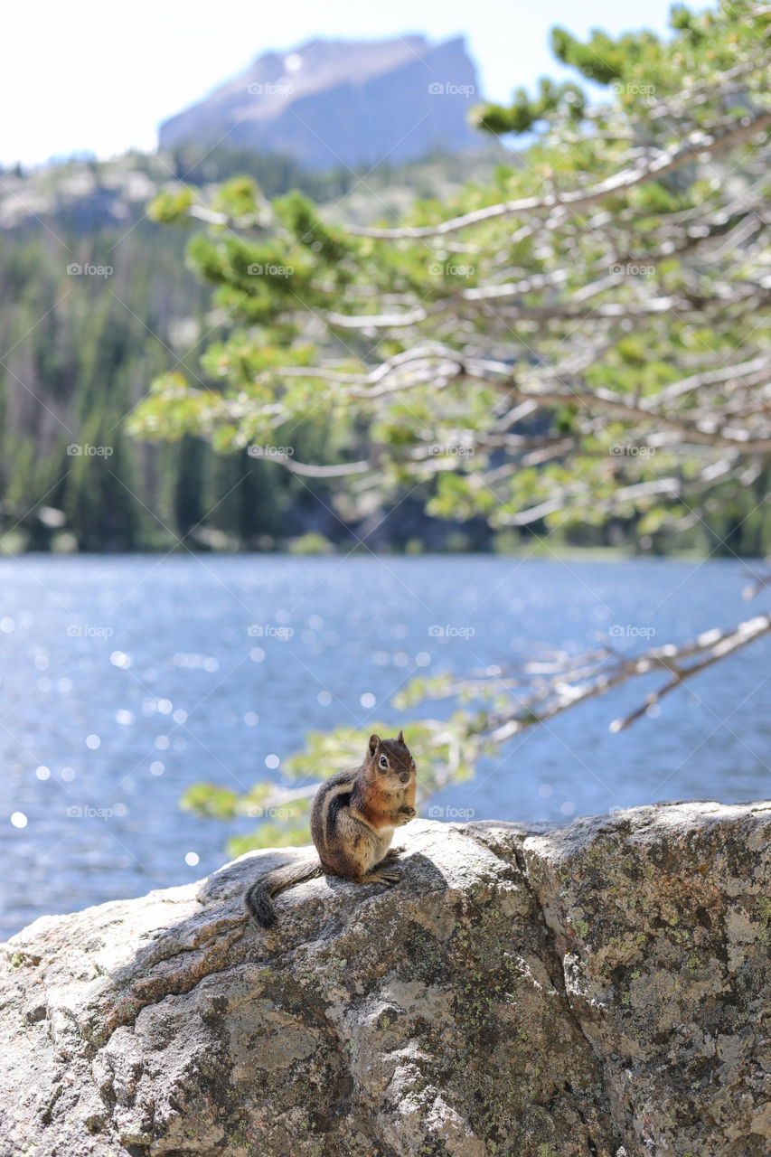 Golden-Mantled Ground Squirrel sitting on a boulder, with Bear Lake and Hallett Peak as background. 
Rocky Mountain National Park, Colorado, USA. Callospermophilus lateralis. Wildlife, Ecology