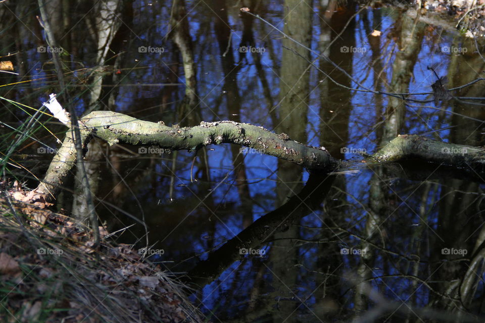 branch in the water