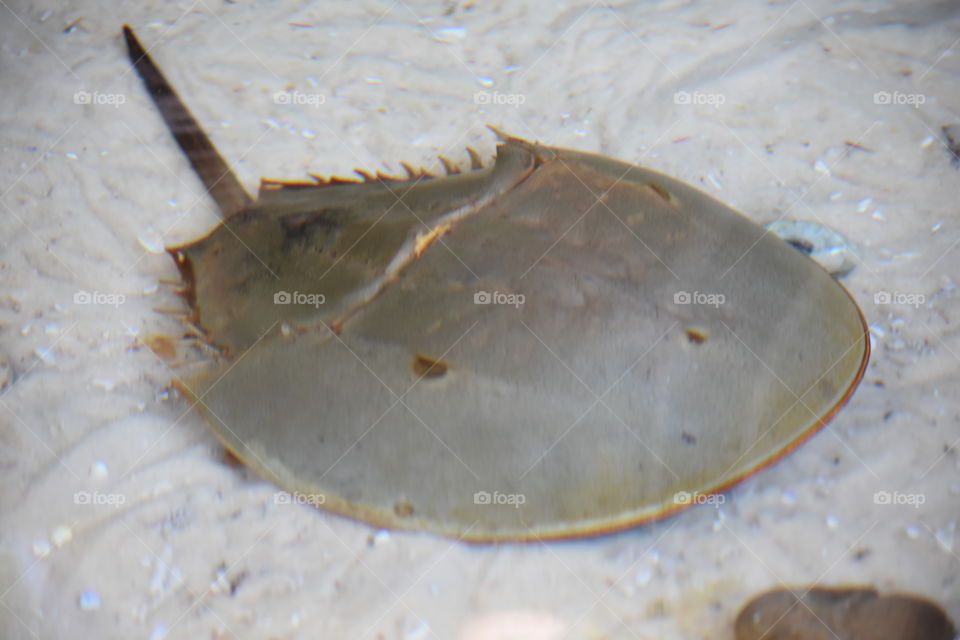 Horseshoe Crab of Florida