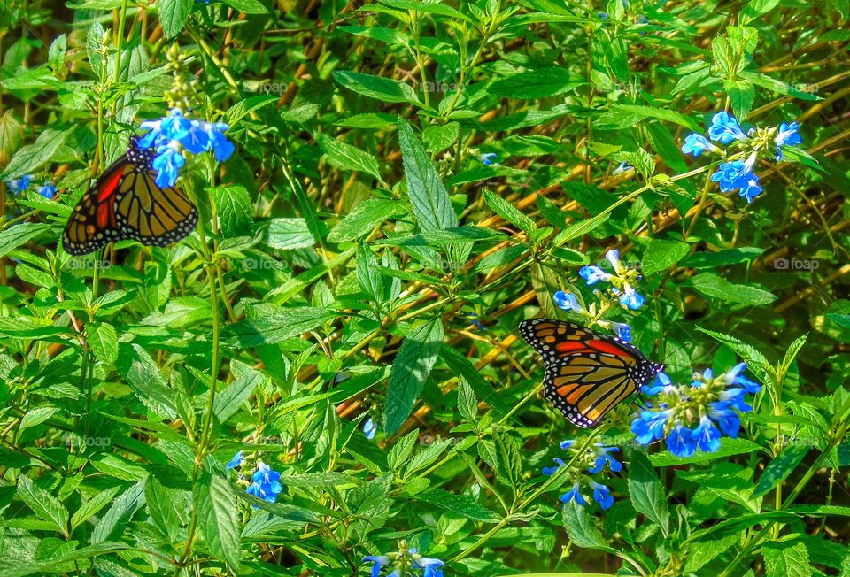 Two butterflies on flowers