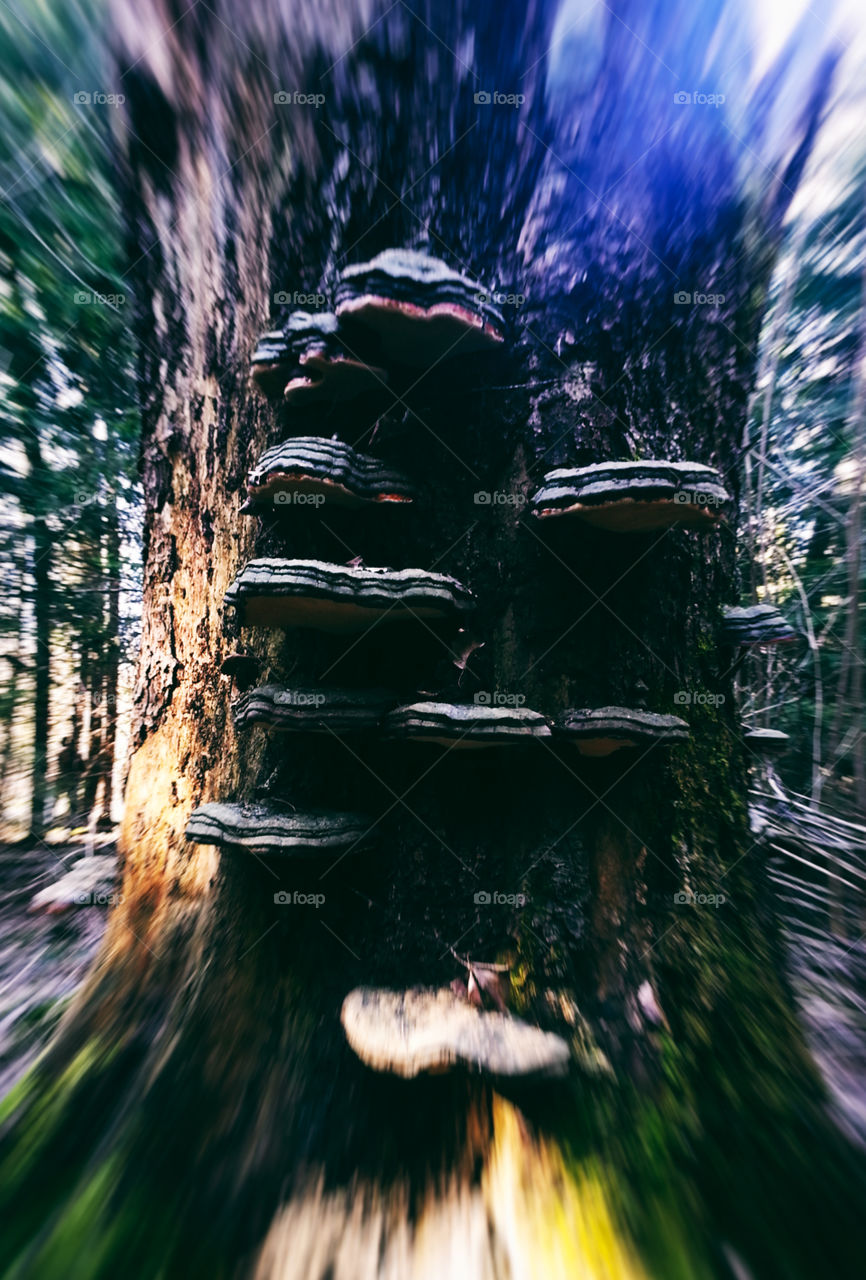 Psyhedelic mushrooms on tree
