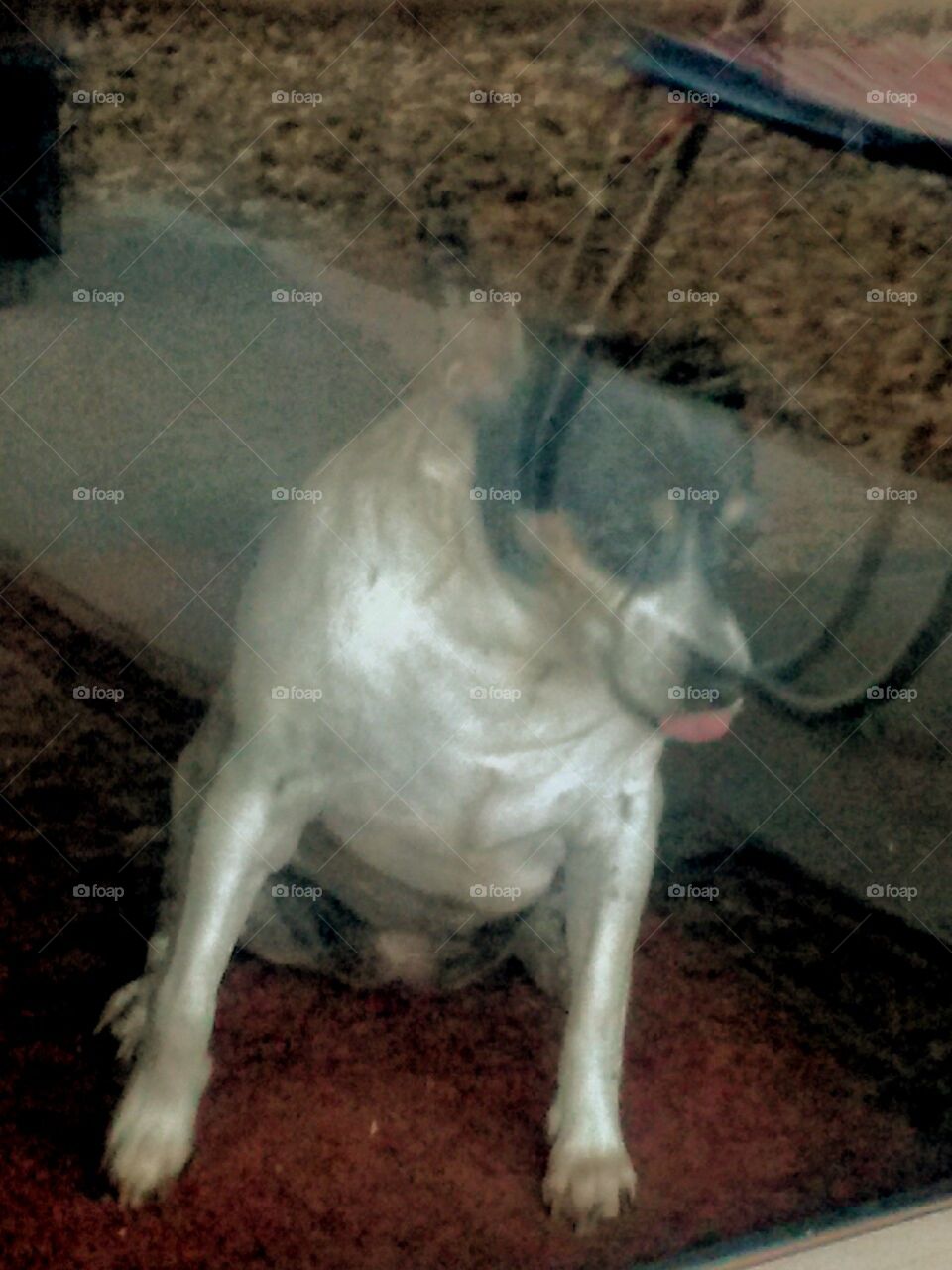 Look here at my Tibbles
She looks a bit hot 
She wants to go outside 
but she is inside , 
looking like she wants 
to go outside where
She is Not 
Poor Tibbles maybe i 
can open the Door 
Then u can come outside 
And Bark and do whatever , What !