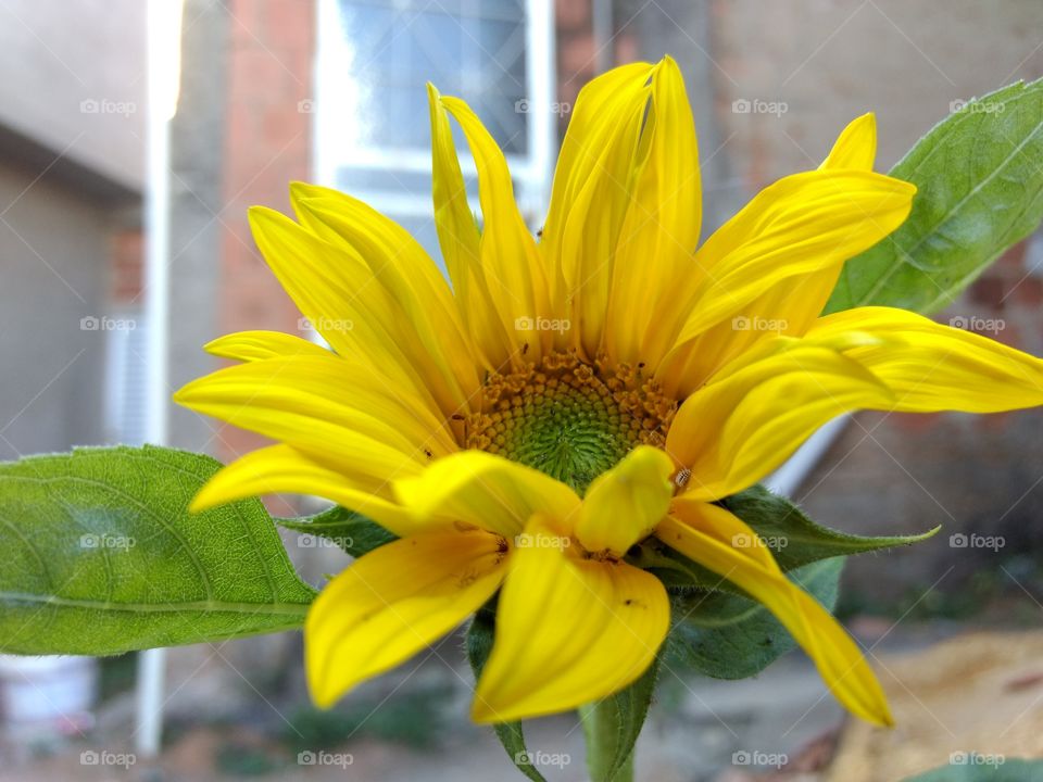 Happy sunflowers