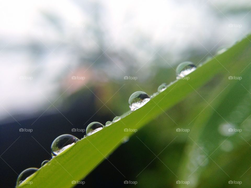 Line of water drops on a leaf