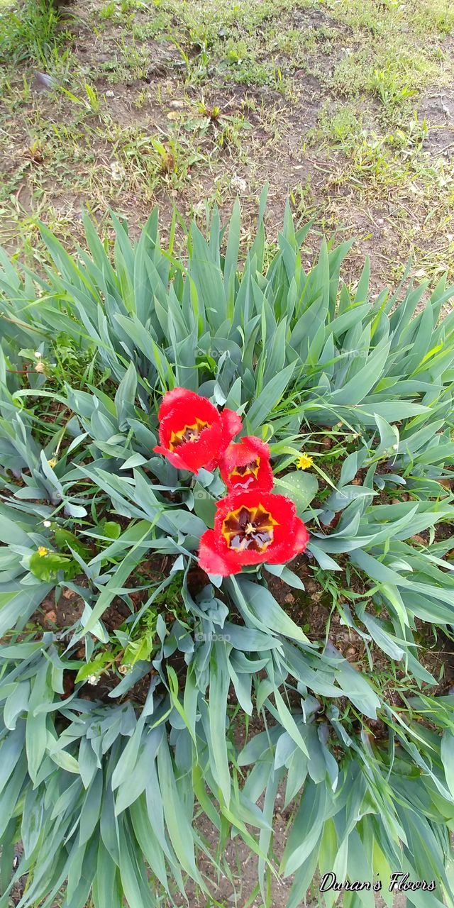 tulipanes hermosos