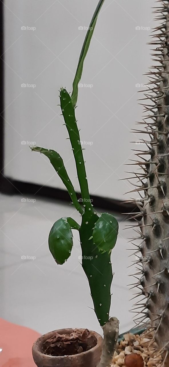 cactus