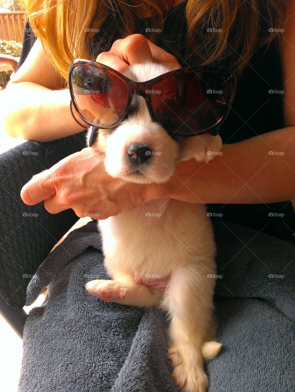 Puppy Shades