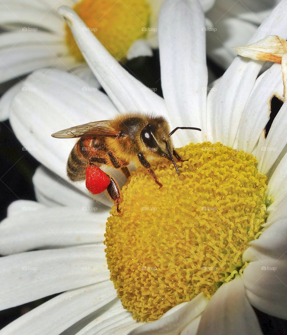 nature flower summer bee by delvec