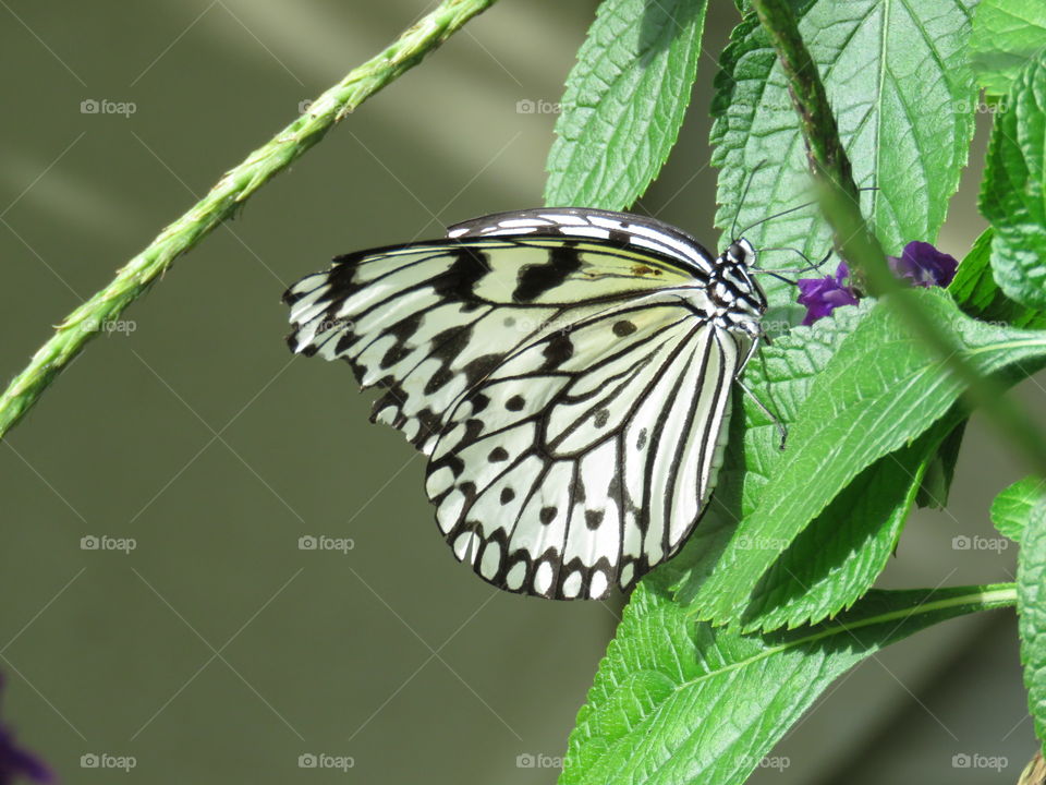 paper kite butterfly