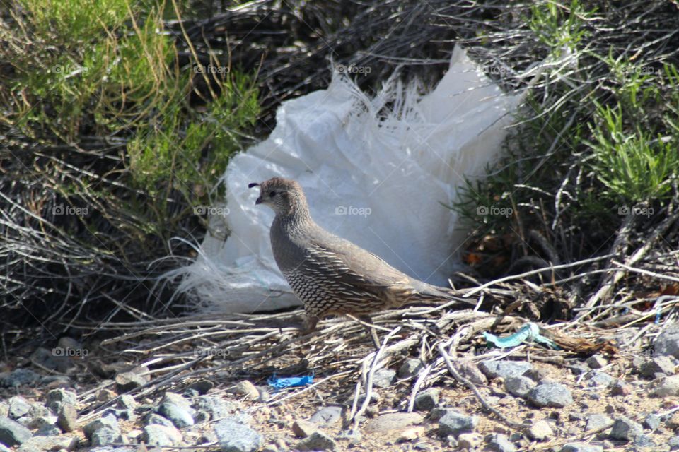 Gambel's Quail Hen