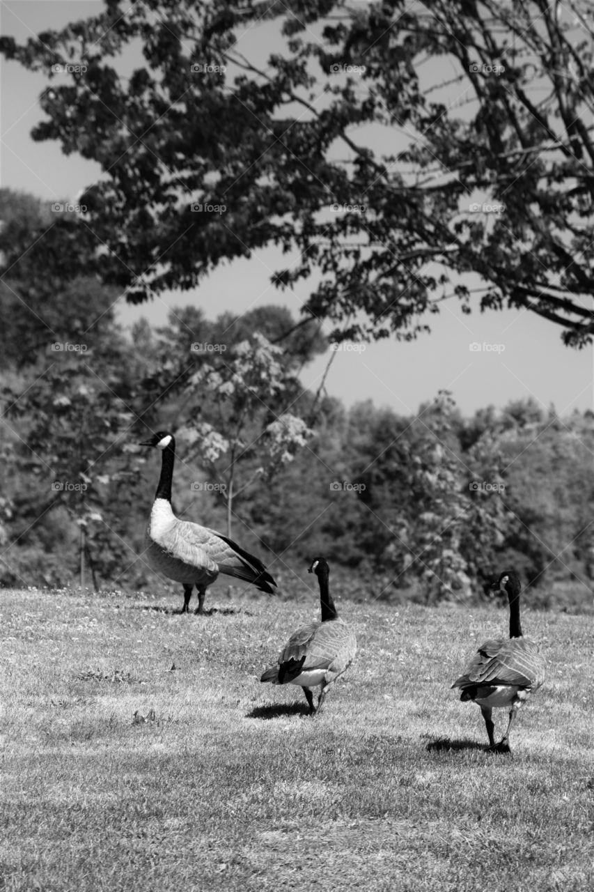 geese in black and white