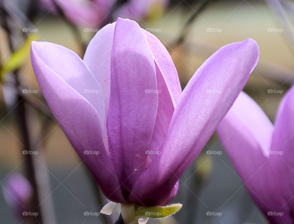 Close-up of tulip flower