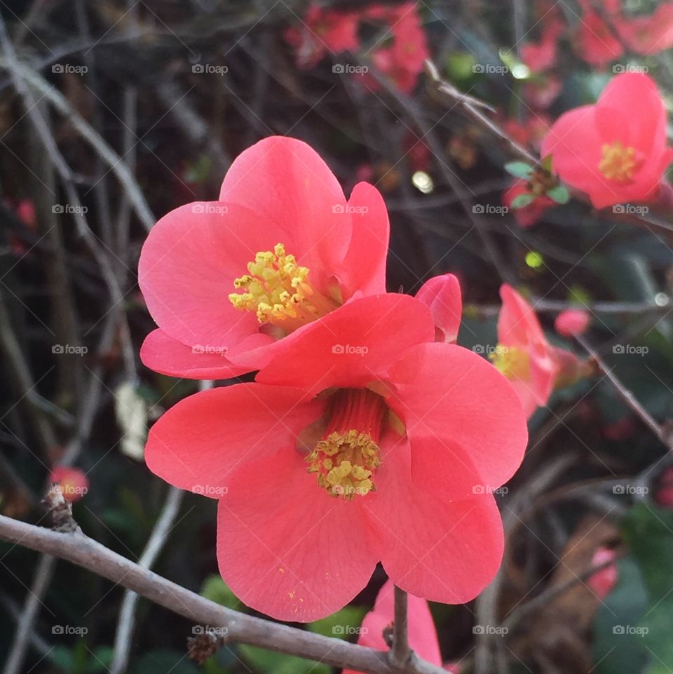 Flowering quince