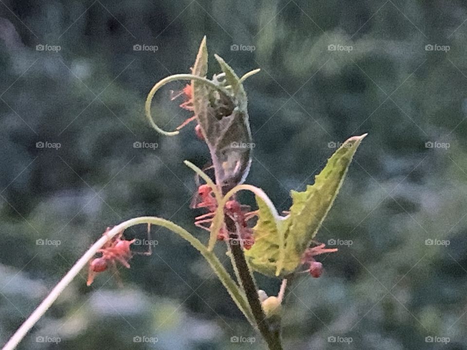 Portrait of a plant.