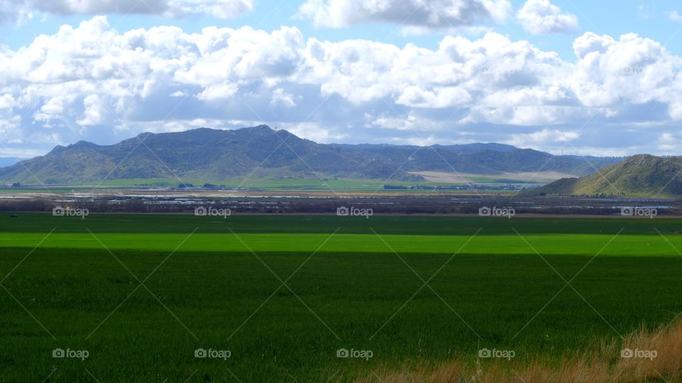 The Desert Flourishes in Spring 2 - Moreno Valley, CA