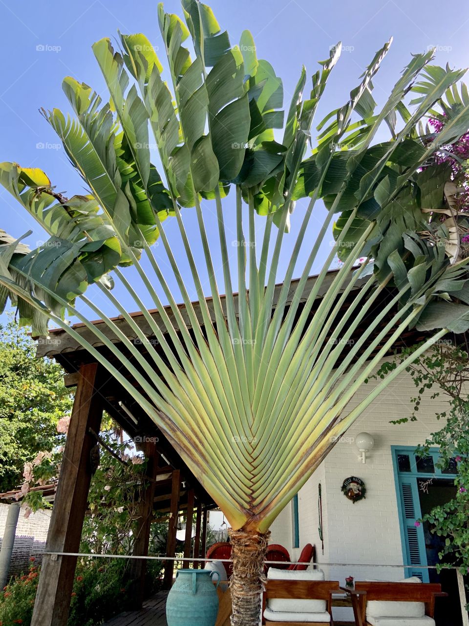 Imperial palm tree in front of private house. 