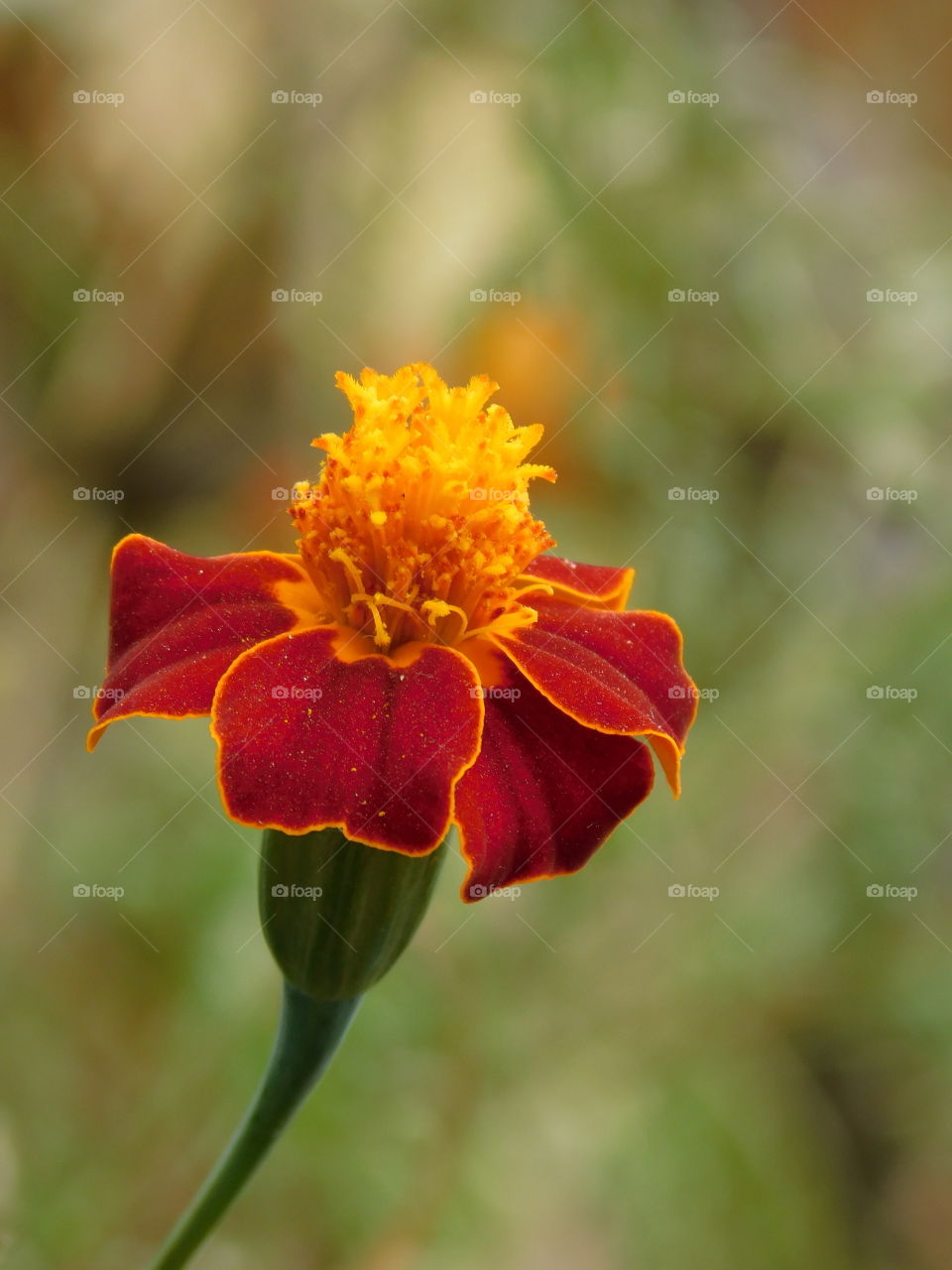 Beautiful red flower with blurred background.