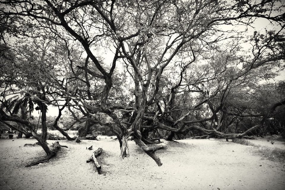 Beach tree