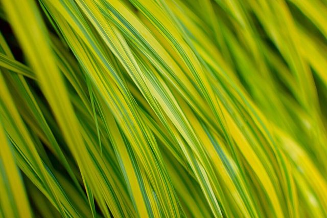 Grass