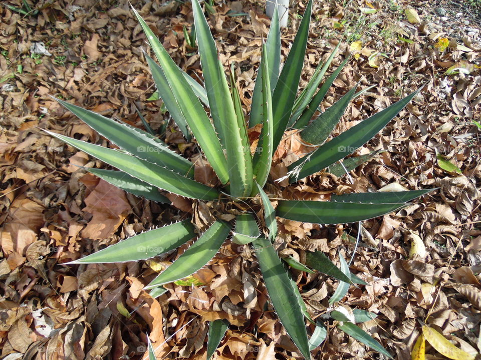 desert plant 🌿. This is a picture of a west Texas desert plant