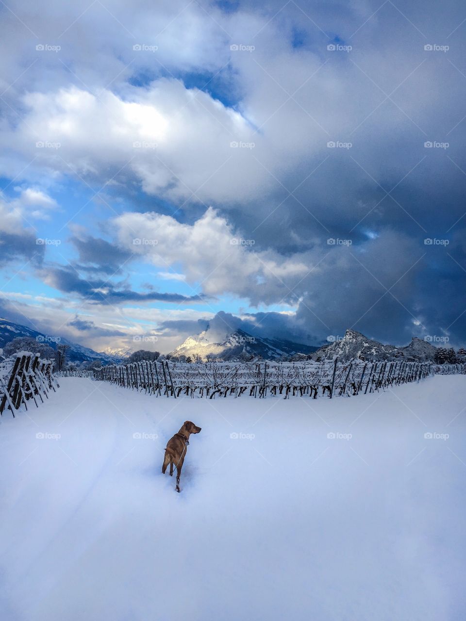 dog in winter landscape, swiss alps.